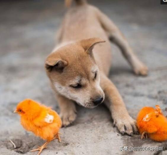 中国名犬排名犬排行榜前十名（中国名犬排名前100）