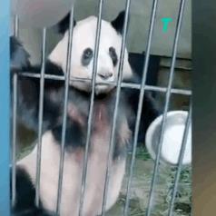 抖音最近很火的图片公主（抖音最近很火的图片可以制作视频的）